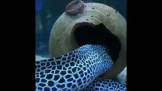 laced Moray.