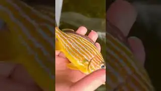 Small grunt #fishing