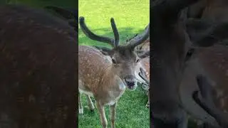 Rusa: Hewan Anggun dengan Tanduk yang Menakjubkan!