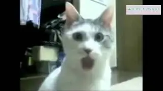 Very surprised cat