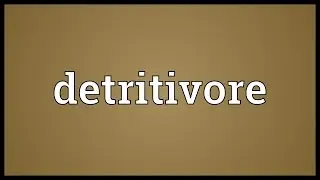 Detritivore Meaning