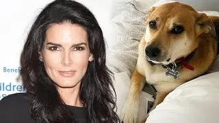 Angie Harmon's Dog Shot by Instacart Driver: Lawyer Explains Next Steps