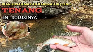 CARA JITU MANCING ikan WADER DI AIR JERNIH, microfishing