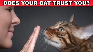 Do these 5 things daily &ndash; this is how cats know you love them