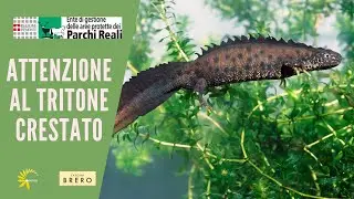 Attenzione al tritone crestato