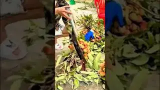 Lychee harvesting: from tree to table the amazing cutting technique