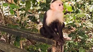 Aventuras con los Monos Cara Blanca