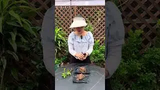 想要桃子樹不用買，剪根枝條扦插就能活 #種植小技巧 #果樹種植 #扦插