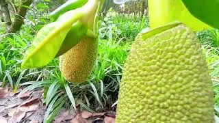 Cách tuyển trái mít ,sau cho đạt.