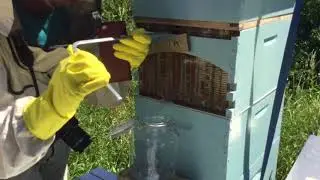 The Flow Hive, a fascinating way to collect honey