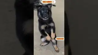 funny video 😜 shorts dogs 🤣#shortsfeed #funny #shortvideos #comedy #dog #viral #dogshorts #shorts