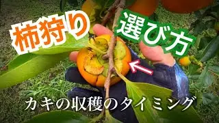 柿狩りシーズン 収穫のタイミング