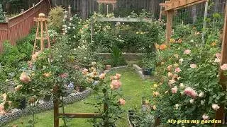 Roses (4) | June 11-15, 2024  |Japanese roses, David Austin roses | My pets my garden |#roseplant
