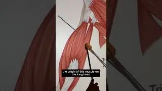 Triceps Brachii  #kinesiology #anatomy #anatomystudy #anatomyshorts #science #biomechanics