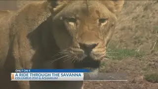 Take a ride through the Savanna at the Columbus Zoo