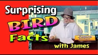Surprising Bird Facts with James!