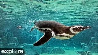 Penguin Habitat powered by EXPLORE.org