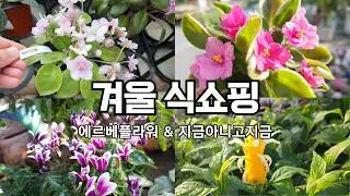 식쇼핑은 멈출 수 없지! 희귀식물 구경하러 갔어요. 에르베플라워, 지금아니고지금 겨울 화원 방문하고 식물사는 브이로그~