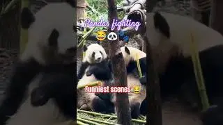 𝐩𝐚𝐧𝐝𝐚𝐬 𝐟𝐮𝐧𝐧𝐢𝐞𝐚𝐭 𝐟𝐢𝐠𝐡𝐭 😂🐼🐾#animalzoo #pandas #viralshorts #animalsadventure