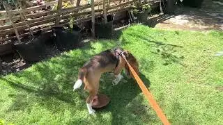 My beagle pup na si Tomi. Getting better at good boy na. 6 months na sya.  #puppy #dog #dog #pet