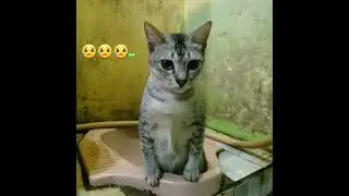 Drama sangJURAGAN😭part.13😭#trending #viralvideo #cat #kucing13 #shorts #mickey13 #animals #video