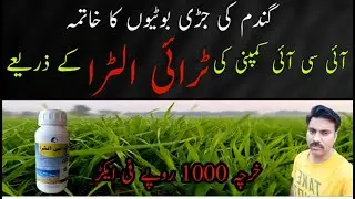 Easy way to control weeds in Wheat Field |Tri Ultra weedicide spray on Wheat |ICI herbicide product