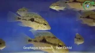 Geophagus braziliensis