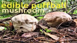 Puffball Mushrooms. Edible Calvatia Cyathiformis. Purple Spored Puffball