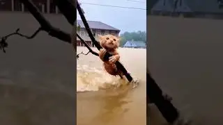 Kitten's desperate cry for help during the flood #rescue #dramatic
