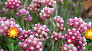 Антеннария двудомная Рубра. Краткий обзор, описание характеристик antennaria dioica Rubra