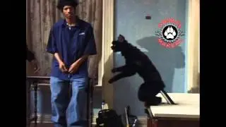 Animal Makers at Scary Movie 2 Cat Rehearsal