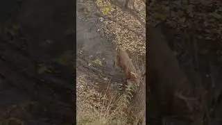 These bucks put on a show in the creek!