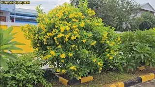 Tecoma plant,how to get more flowers from tecoma flower plants.28923.#flowers #garden #viral #shorts
