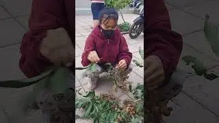 과일롱안 정리하는