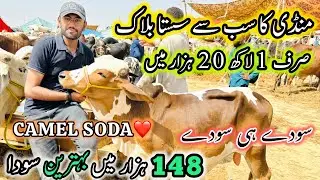 Northern Bypass Mandi Rates And Bargaining | 27 May 2025 | Bakra Eid Season 2025