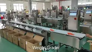 Fish weight sorting machine