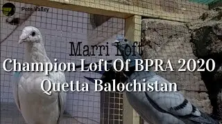 Marri Loft Quetta | Amir Marri & Rafy Marri | Quetta Racing Pigeons | Pakistan Racing Pigeons