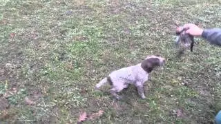 8 hetes N&eacute;metvizsla k&ouml;lyk&ouml;k