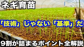 ネギ育苗は技術じゃない。9割の農家が知らない『安定の基準』の作り方