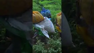 #munnar #tea estate workers
