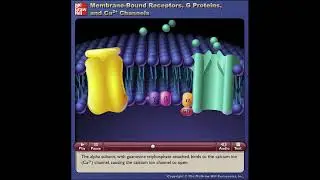 Membrane-Bound Receptors, G Proteins, and Ca2+ Channels - McGrawHill