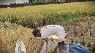 Huge Rice Yield! Packaging Our Farm Harvest Today _FarmersLife _Shorts