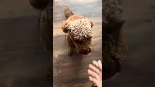 How do you train your fur baby to sit and stay? Trip shows you #dogtraining #puppy #dog