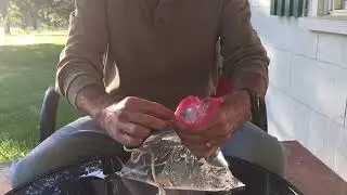 Вот как защитить свой дом от мух круглый год