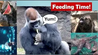 Watch Animals From Every Continent Feast on Their Favorite Foods!