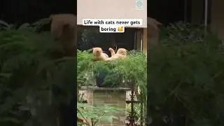 Orange cat behavior 🤣 #shorts #cat #catlovers