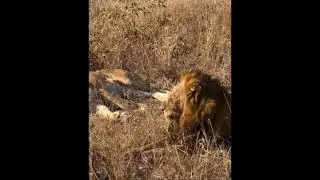 Present situation of kumbula pride lions . Only half another half coming tomorrow .