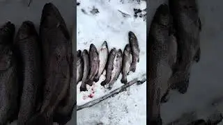 Sch&ouml;ner Fang verschiedene Forellen Arten #fishing #angeln
