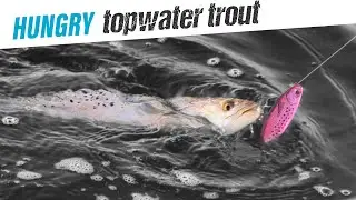 Topwater Action! NEW Duke Dog and Big Trout