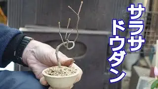 サラサドウダンツツジの鉢植